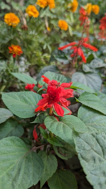 Foto tropaeolum rododendros rojos impatiens balsamina floreciendo flores rojas