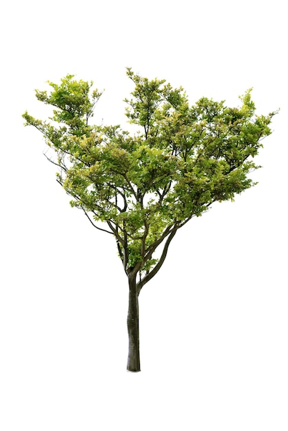 Tropenbaum, isoliert auf weißem Hintergrund mit Schneidpfad