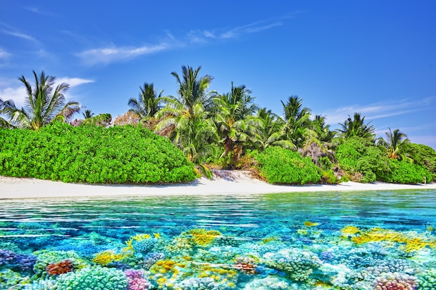 Tropeninsel und Unterwasserwelt auf den Malediven. Thoddoo-Insel.