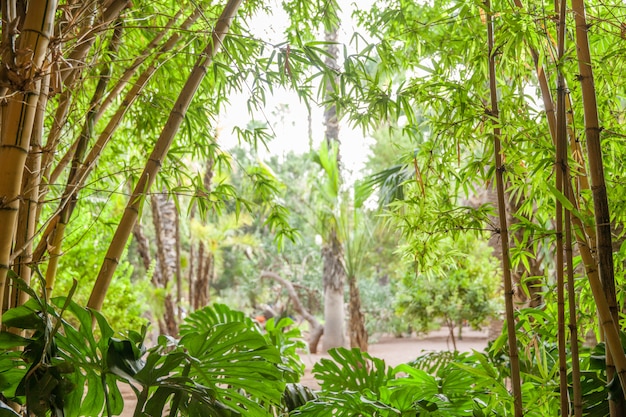 Tropenwald, Palmen im Sonnenlicht
