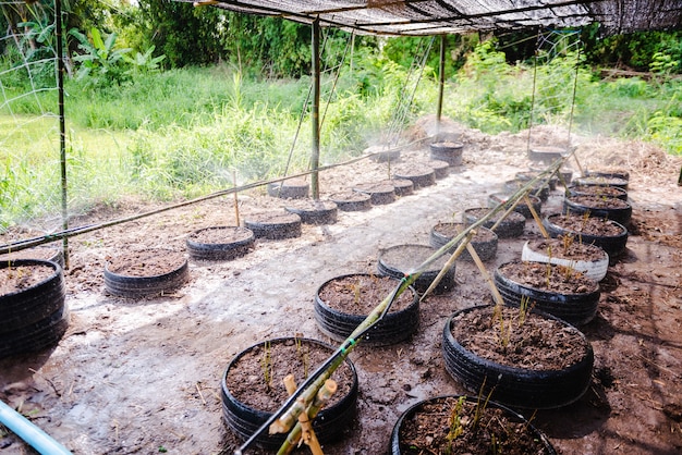 Tropfbewässerungssystem hautnah. Wassersparendes Tropfbewässerungssystem, das in der Farm verwendet wird.