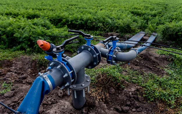 Tropfbewässerungssystem. Wassersparendes Tropfbewässerungssystem, das in einem jungen Karottenfeld verwendet wird.