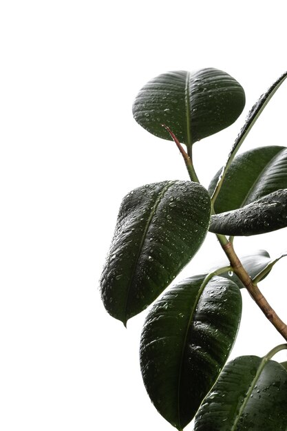 Tropfen auf eine heimische Blume Auf Ficus sprühen