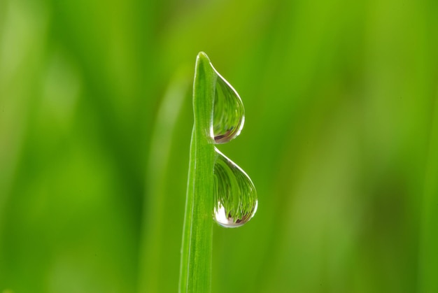 Tropfen auf Gras