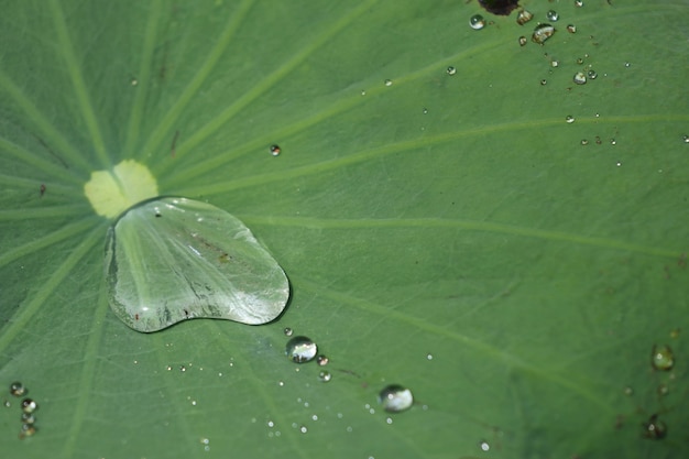 Tropfen auf Lotusblatt