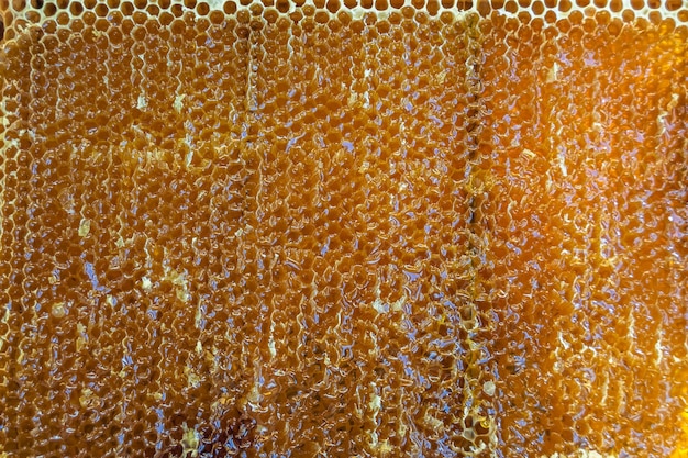Tropfen Bienenhonig tropfen aus sechseckigen Waben, gefüllt mit goldenem Nektar