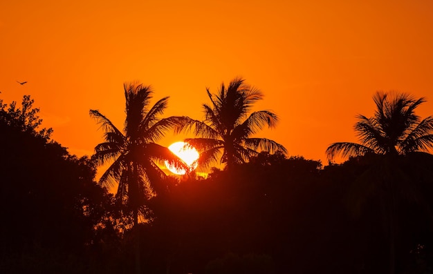 Tropical Beach