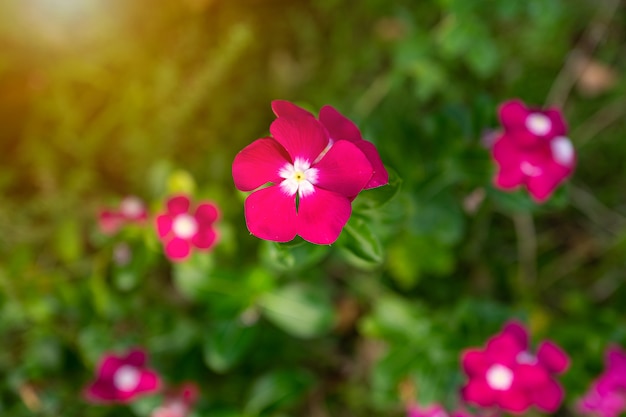 Foto tropical flor rosa florescendo na manhã de luz solar