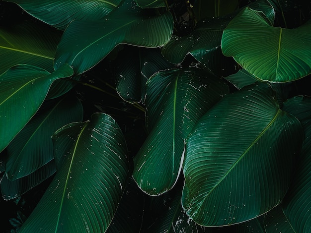 Tropical de hojas verdes en tono oscuro para textura de fondo.