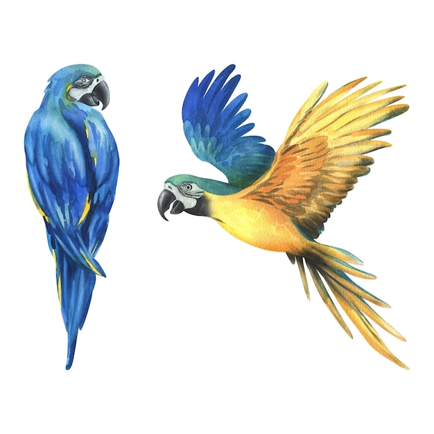 Tropical volando sentado papagaios guacamayo azul amarillo dibujado a mano acuarela conjunto de ilustración botánica de