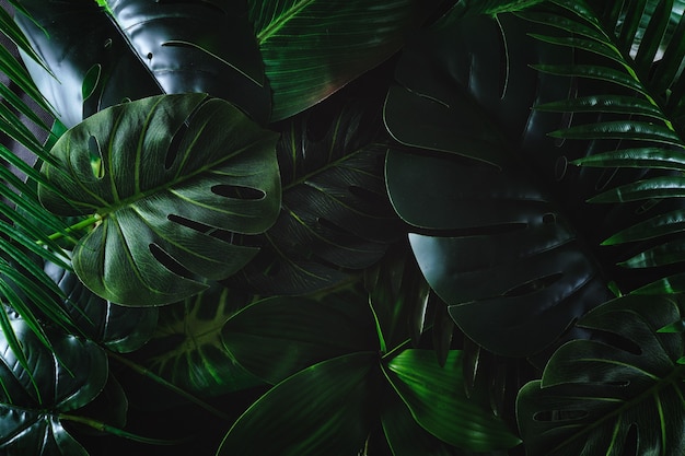Trópicos paradisíacos contemporâneos e selva sob iluminação escura. Conceito moderno e escuro de folhas verdes e plantas para segundo plano.
