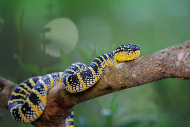 tropidolaemus wagleri cobra zangada no jardim cobras venenosas cobras venenosas na floresta