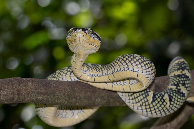 Tropidolaemus wagleri Schlangennahaufnahme auf Niederlassung