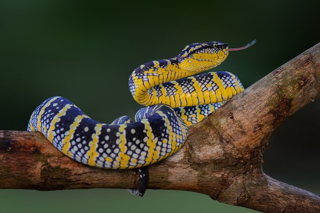 tropidolaemus wagleri serpiente enojada en el jardín víboras serpientes venenos cobras en el bosque