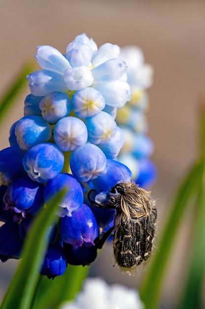 Tropinota hirta come flores. Concepto de control de plagas insecticidas.