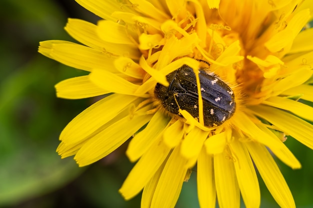 Tropinota hirta isst Blumen. Konzept der insektiziden Schädlingsbekämpfung.