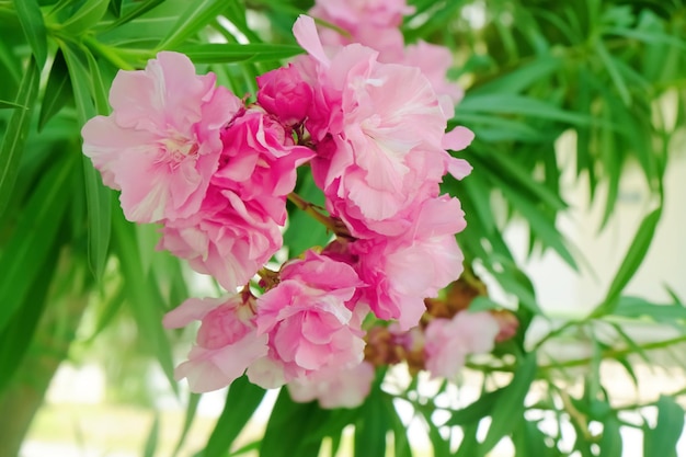 Tropisch blühende Blumen in der Nähe