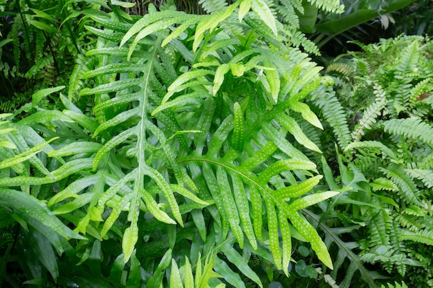 Tropisch grüne Umgebung im Garten im Freien