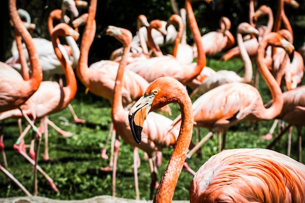 tropisch, Gruppe orangefarbener Flamingos in einem Zoopark