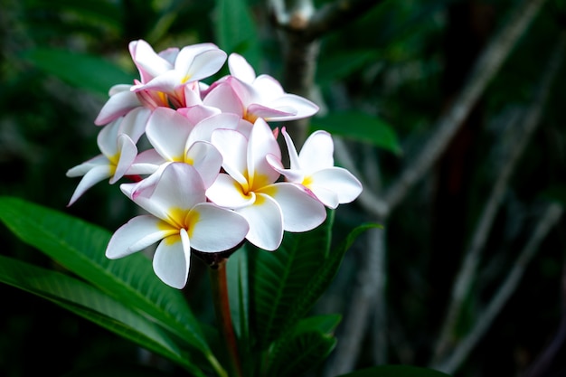 Tropische Badekurort-Blume Frangipani. Plumeriablume auf Anlage