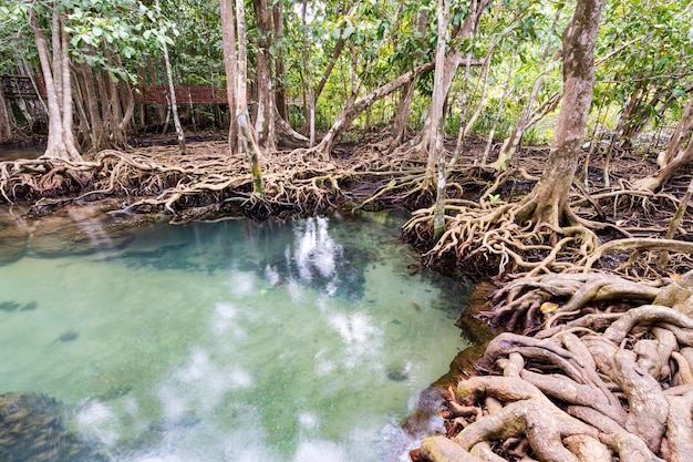 Tropische Bäume wurzeln im Sumpfwald und im kristallklaren Wasserstromkanal im Tha Pom Klong Song Nam Mangroven-Feuchtgebiet Krabi Thailand Schöne Naturansicht x9