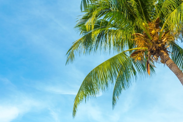 Tropische Baumpalme und blauer Himmel