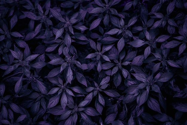 Foto tropische blätter abstrakt dunkle lila oder violette oberfläche natürlicher hintergrund