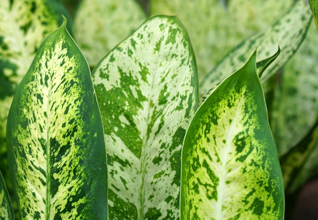 tropische blätter abstrakte grüne blätter textur natur hintergrund