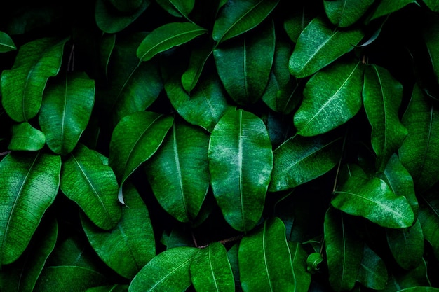 Tropische Blätter abstrakte grüne Blätter Textur Natur Hintergrund