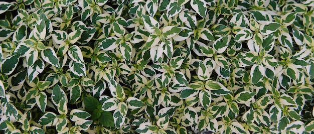 Tropische Blätter abstrakte grüne Blätter Textur
