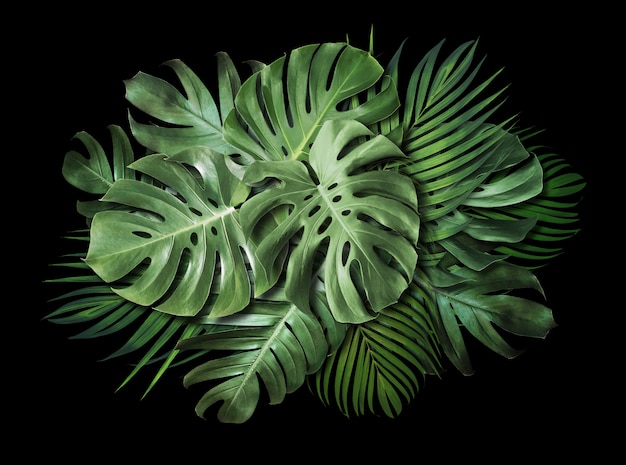 Tropische Blätter auf schwarzem Hintergrund mit Kopienraum