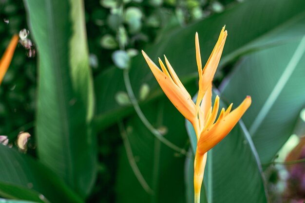 Tropische Blätter der orange Blume Naturhintergrund