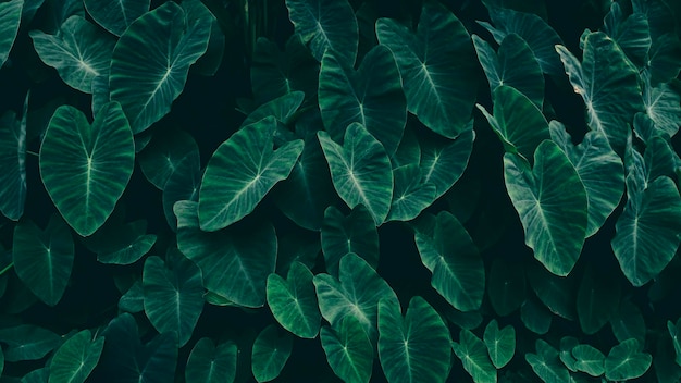 Tropische Blätter dunkelgrüner Naturhintergrund