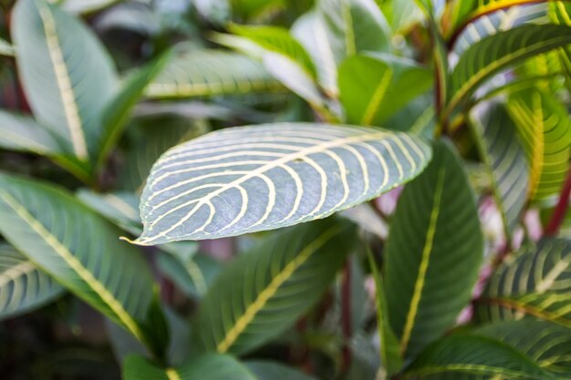 Tropische Blätter Exotische Pflanzen Grüner natürlicher Hintergrund Details der Natur