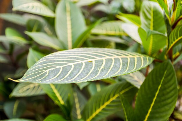 Tropische Blätter Exotische Pflanzen Grüner natürlicher Hintergrund Details der Natur