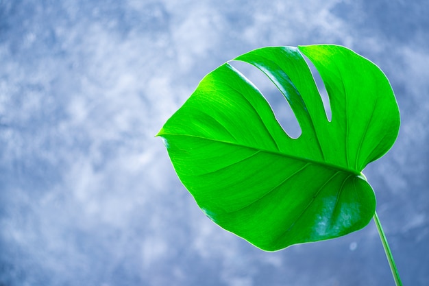 Foto tropische blätter monstera auf grauem hintergrund. flach liegen