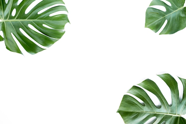 Tropische Blätter Monstera auf weißem Hintergrund flach legen Draufsicht