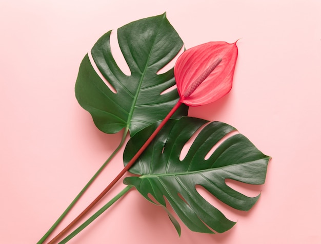 Tropische Blätter und rote Blume von Anthurium.