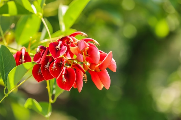 Tropische blühende Blumen auf unscharfer Oberfläche, Nahaufnahme