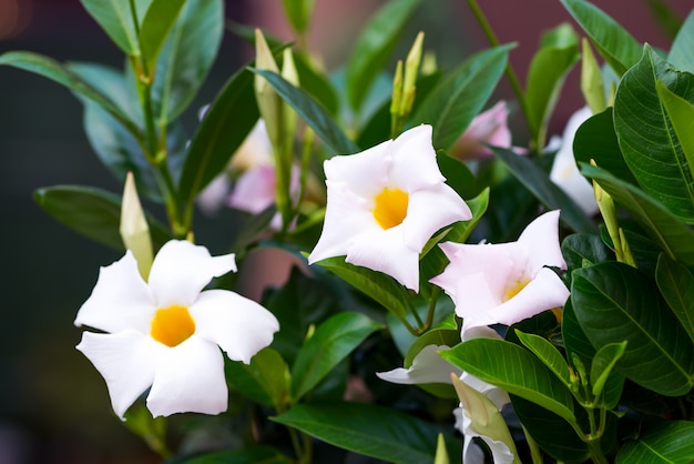 Tropische Blume der weißen Frangipani, Nachtblühender Jasmin auf Baum.