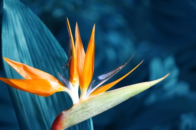 Tropische Blume des Paradiesvogels auf unscharfer Hintergrundnahaufnahme