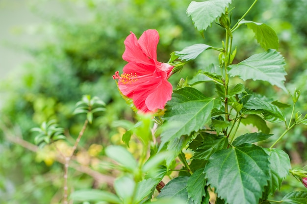 Tropische Blume des roten Hibiskus auf einem grünen Hintergrund