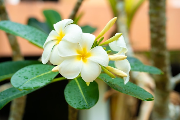 Tropische Blume Frangipani, die draußen wächst