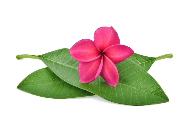 Tropische Blume Frangipani, Plumeria, Lanthom, Leelawadee-Blume mit den isolierten grünen Blättern