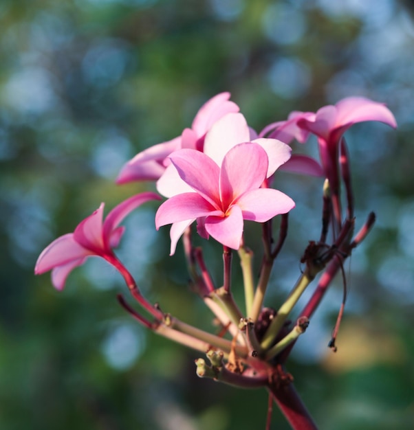 Tropische Blume rosa Plumeria auf dem Baum