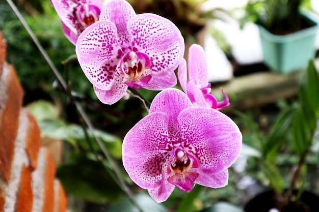 Foto tropische blume rosa vanda-orchidee