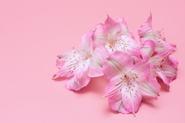 Tropische Blumen auf einem rosa Hintergrund. Zarte rosa Blüten.