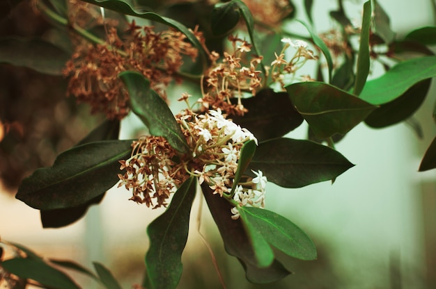 Tropische Blumen blühen im Botanischen Garten. Das Konzept der Gartenarbeit und umweltfreundliche Produkte.