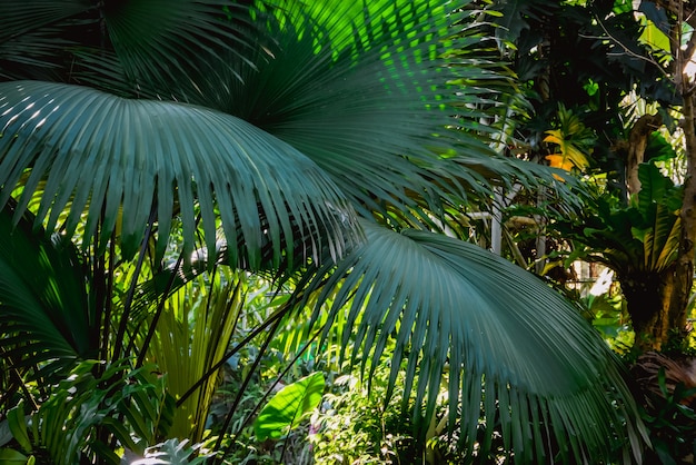 Tropische Blumen der Hintergrundbeschaffenheit und natürliches Konzept der Blätter