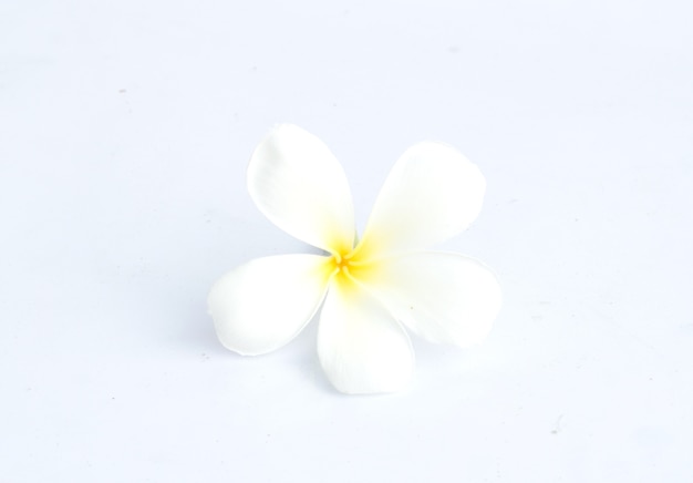 Tropische Blumen Frangipani (Plumeria) isoliert auf weißem Hintergrund